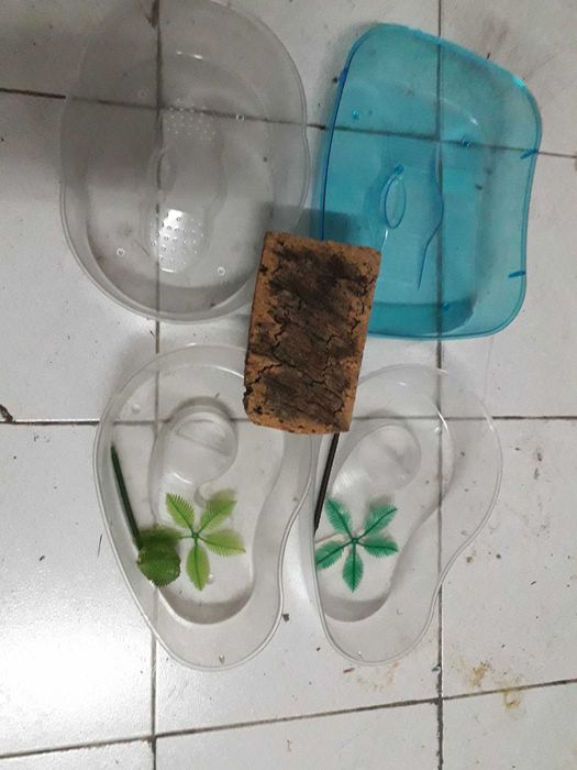 Tartarugueiras 4