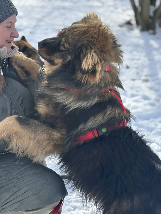 Mushu - puchaty piesek szuka domu