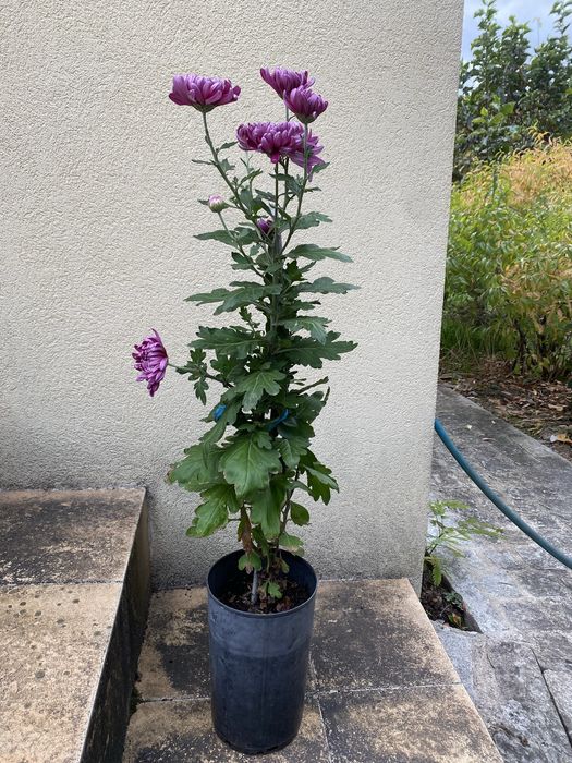 crisântemo roxo e amarelo