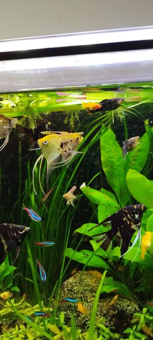 Młode skalary sprzedam