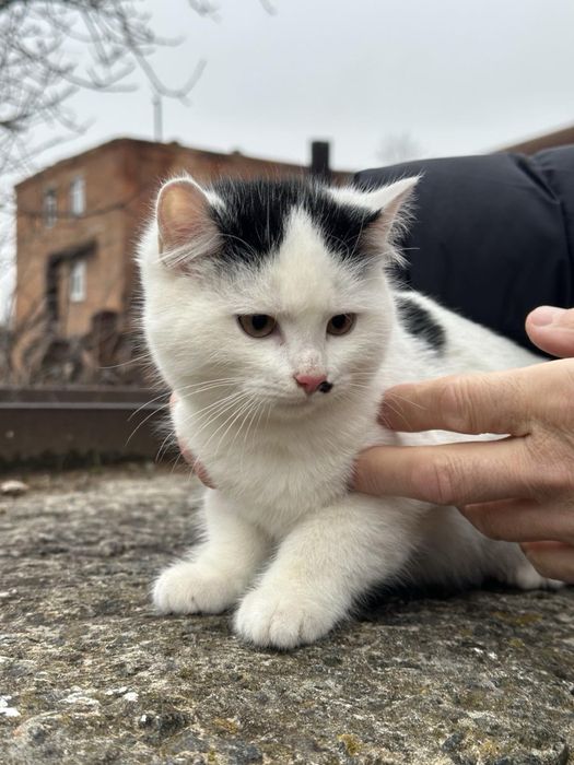 Котик безкоштовно, кіт 3 місяця, кошення