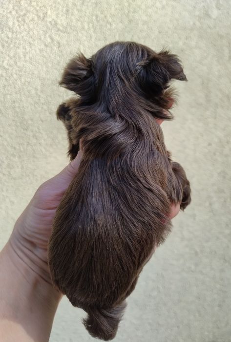 Yorkshire terrier brązowy suczka