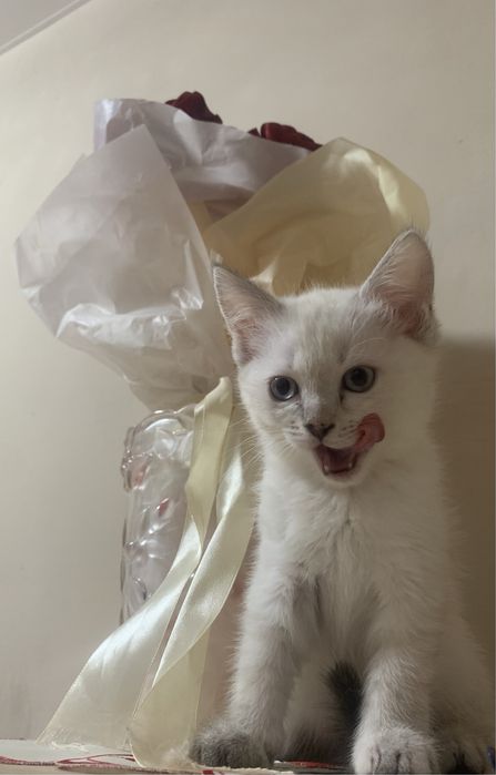 Віддам кошенят в добрі руки