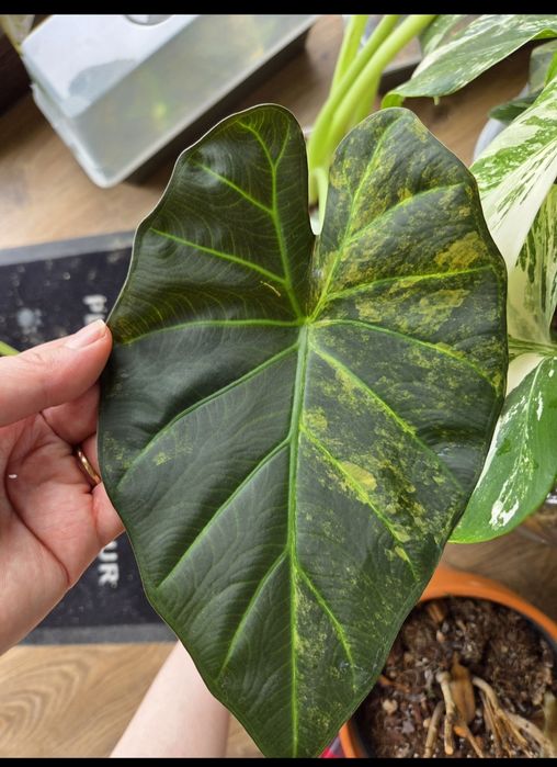 Alokazja regal shield aurea