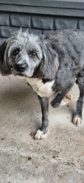 Kochana sunia szuka dobrego domu