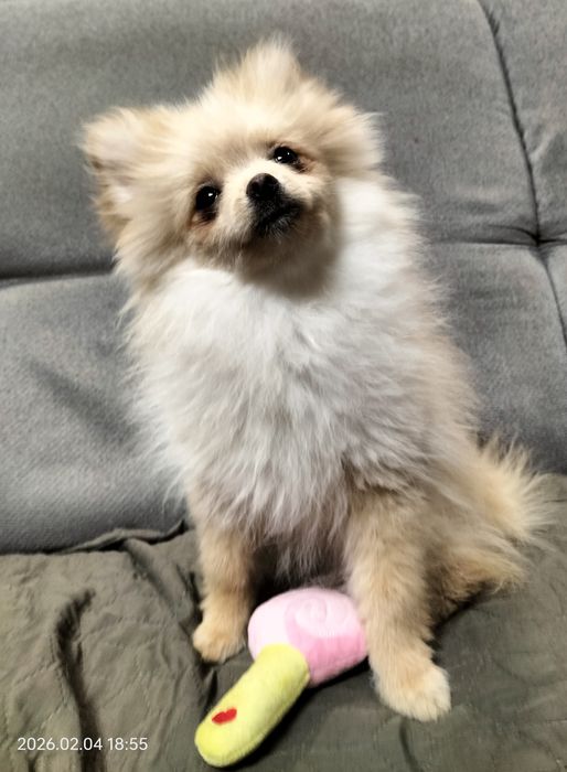 Ruda suczka szpic miniaturowy