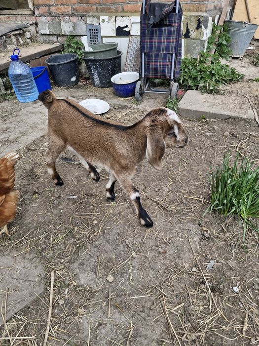 кози нубійські козеньта