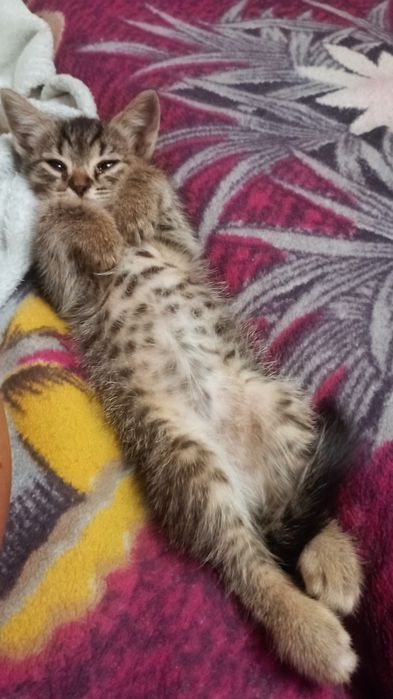 Отдам котят в добрые руки