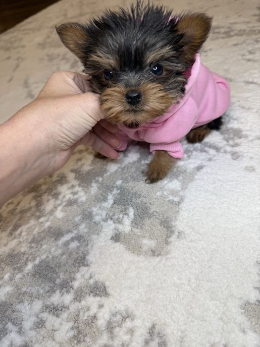 Бебі фейс міні йорк