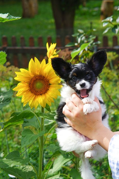 Papillon po championach