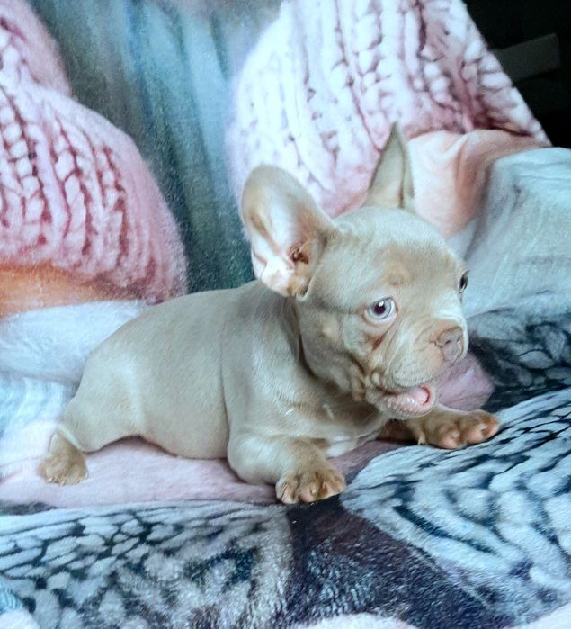 Buldog francuski suczka