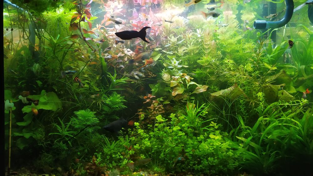 Rośliny Akwariowe z przycinki, nadmiary z moich akwariów.