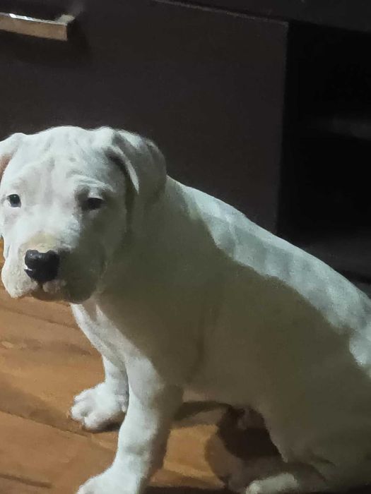 Dog Argentyński  szczenięta