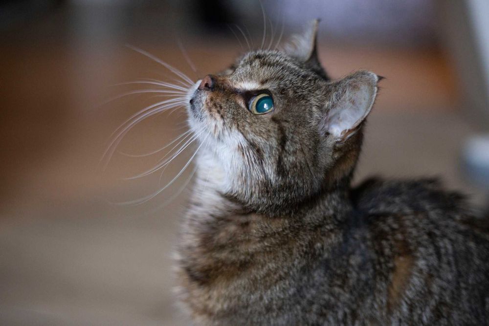 Mała Misia szuka wspólnego domu z Milusią! Fundacja "Stawiamy na Łapy"