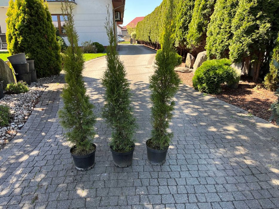 Tuja thuja szmaragd, smaragd w doniczce 50-90 cm