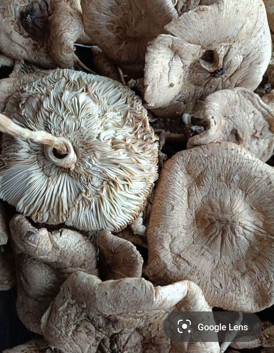 Grzyby kanie - suszone kapelusze