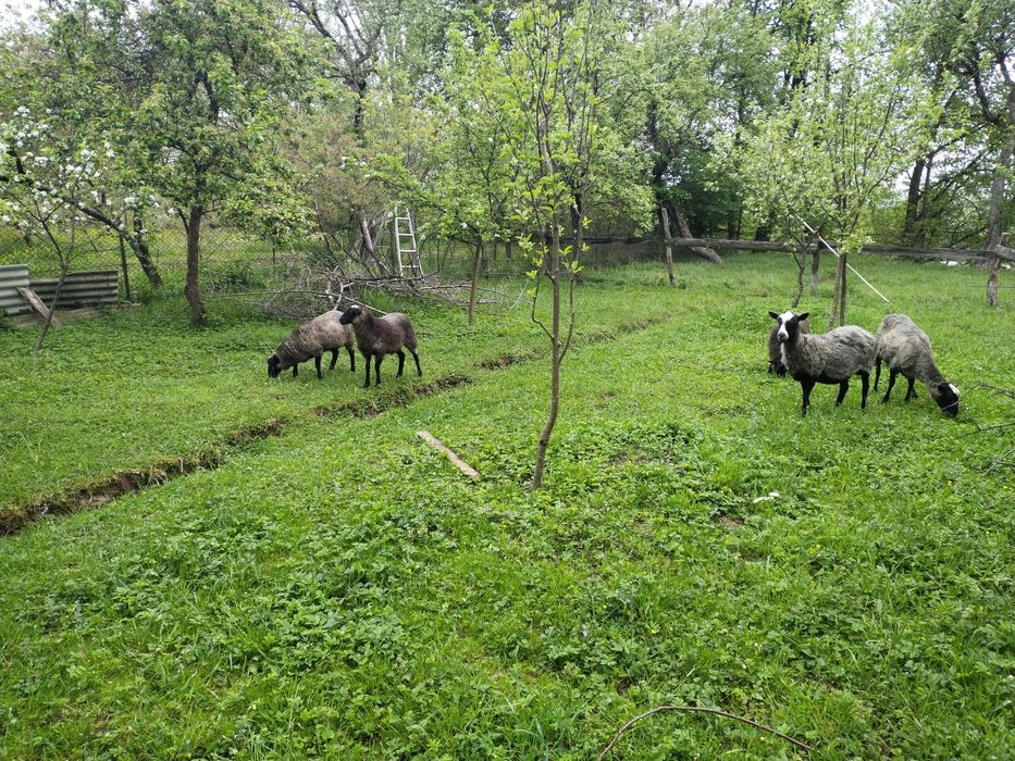 Романівські ягнята, овечки, вівці, баран
