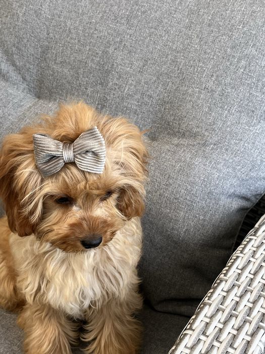 Cudowna suczka cavapoo gotowa do odbioru