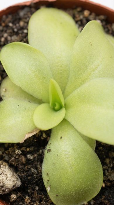 Pinguicula Tina, Жирянка Тіна