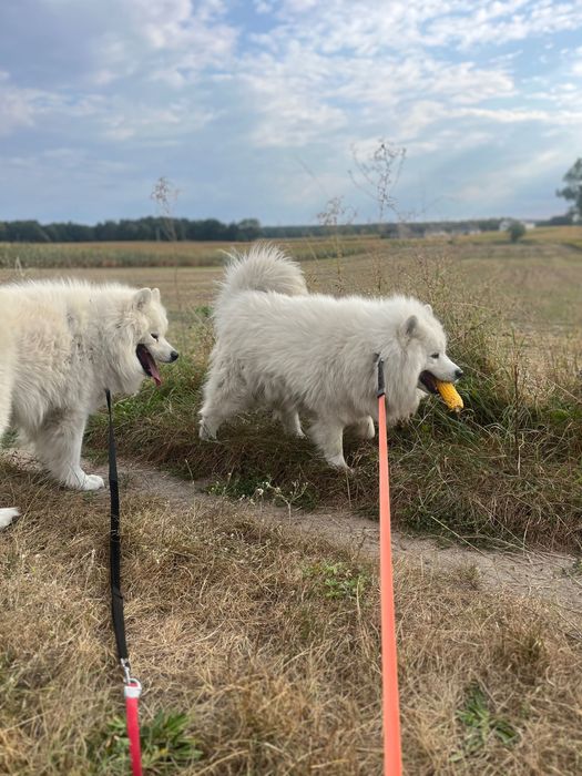 2 samoyedy do adopcji