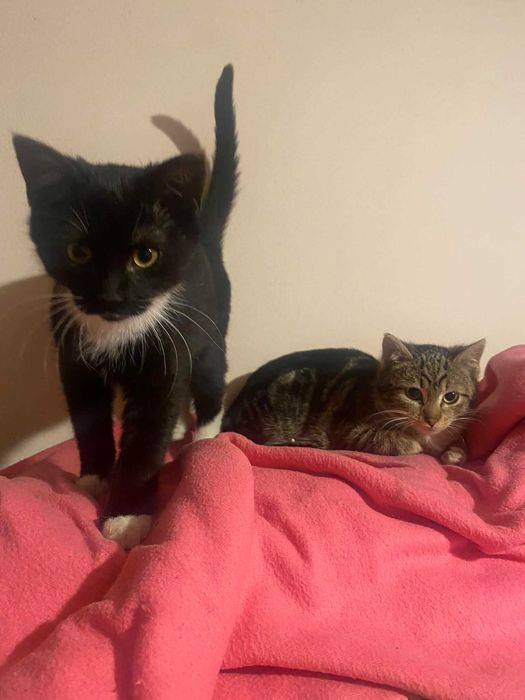 Pięciomiesięczne słodziaki szukają kochającego domu