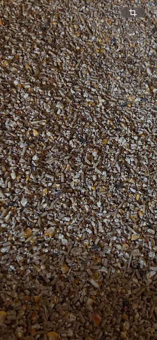 Gotowa pasza dla kur