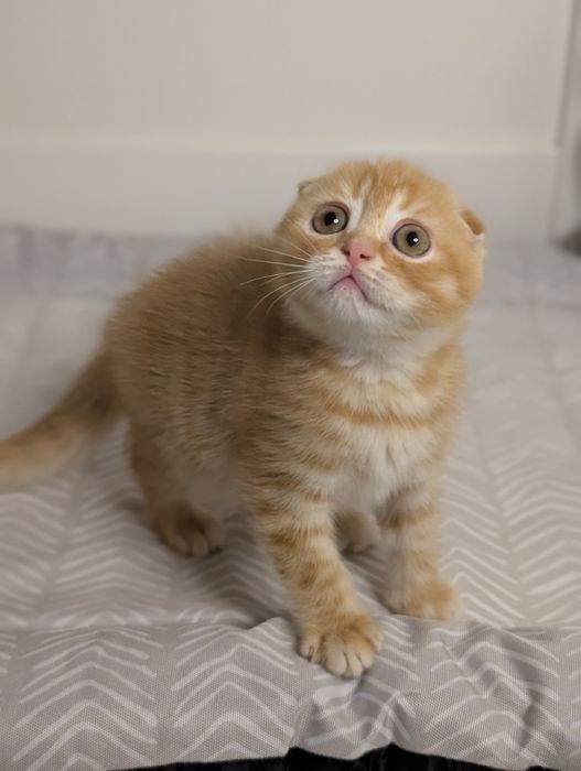 Шотландський хлопчик Вінні