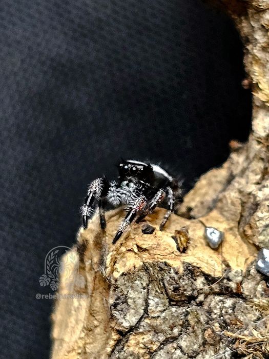 Skakun królewski Phidippus regius white bahamas