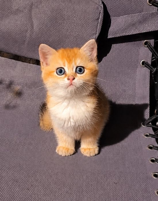 Котята золотая шиншилла