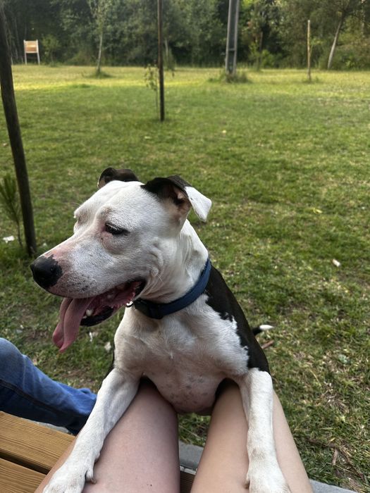 Doa se cadela tem 4 anos pitbull
