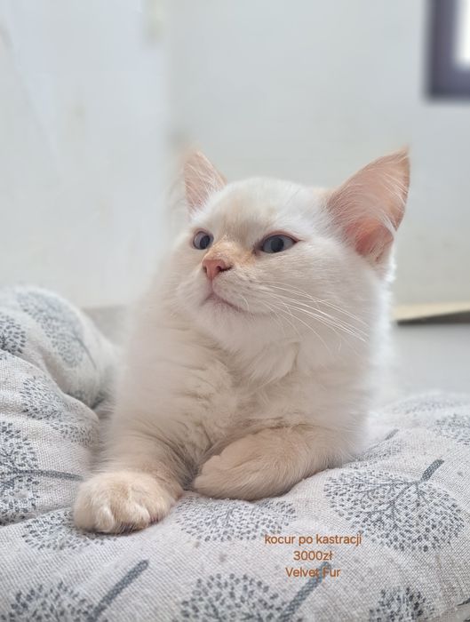 Neva masquerade kot kocur syberyjski