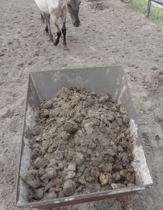 Koński obornik bez siana i słomy