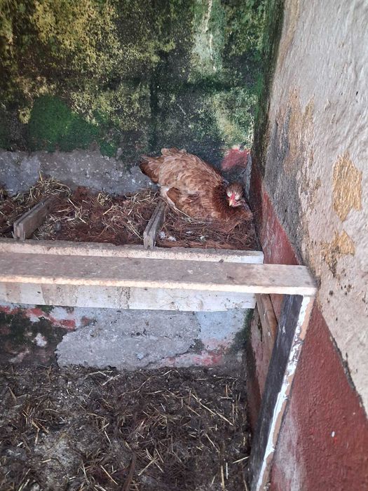 Ovos galados de galinhas de Pedrês e Híbridos