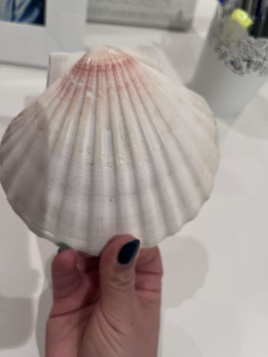 Concha vela com oferta de castiçal