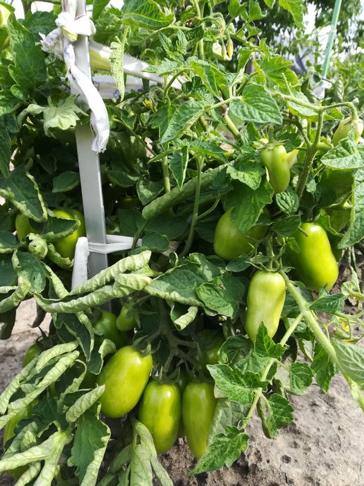 Pomidory San Marzano nasiona
