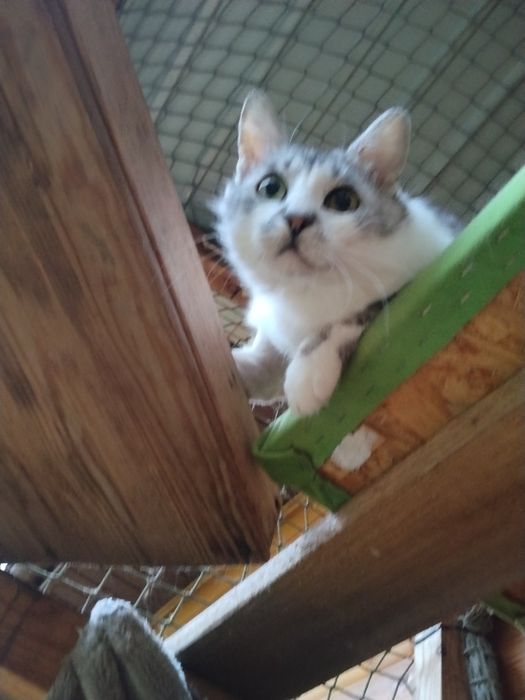Cudowny koci przyjaciel do adopcji - Mikuś