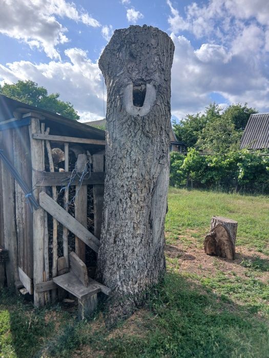 Стовбур горіха, горіх, слеб.