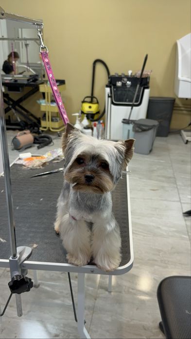 Грумінг собак /