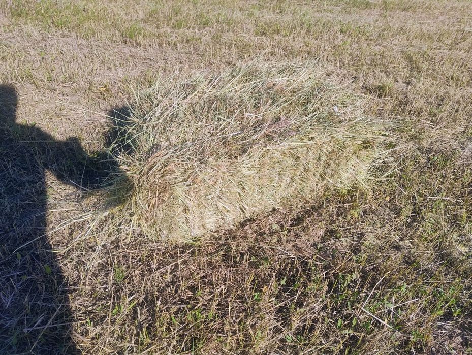 Сіно, сено різнотрав'я