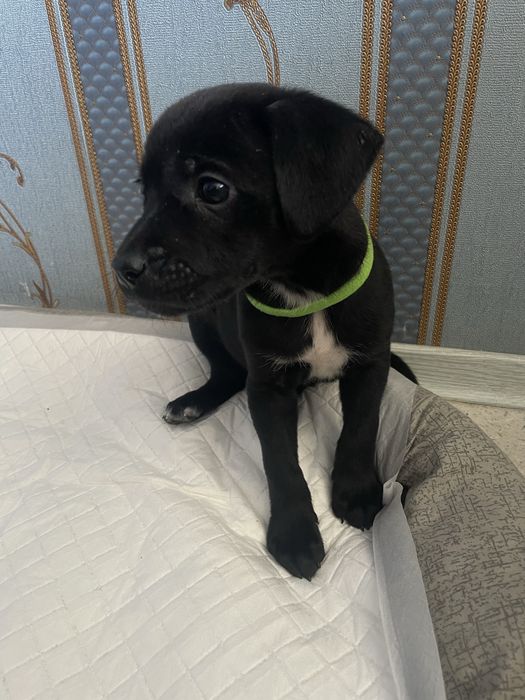 Цуценя в добрі руки