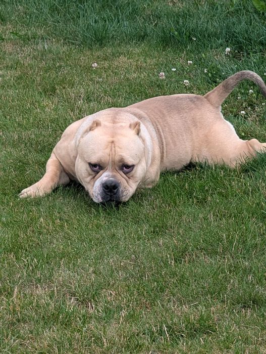 American bully pocket