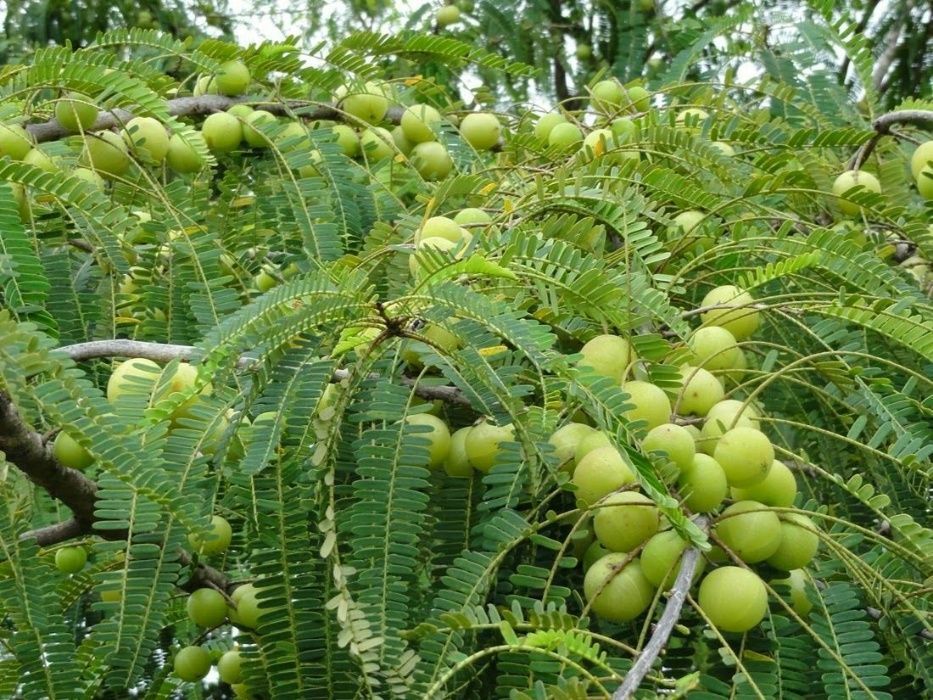 5 Sementes de Groselha Indiana (Amla)