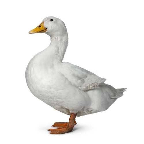 Яйцо утки Орвия ST5