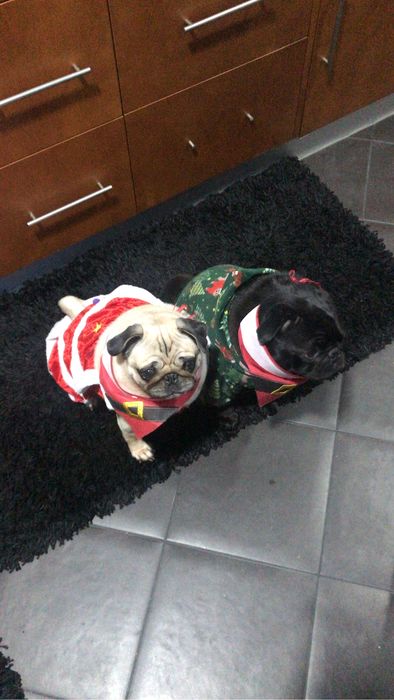 Doa-se casal de pug
