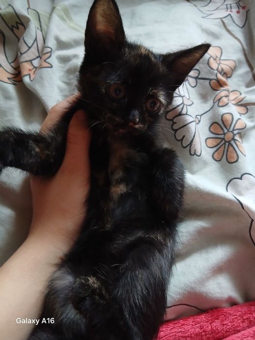 Кошенята  в  пошуку родини.