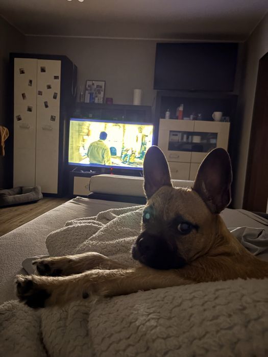 Oddam pieska w dobre ręcę