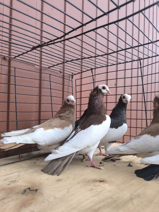 Samice samiczki koroniarz koroniarze gołębie ozdobne