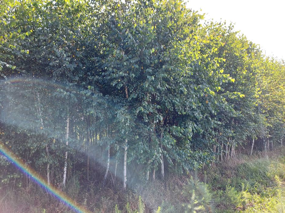 Brzoza Brodawkowata obw 8-20cm Drzewa Alejowe Transport