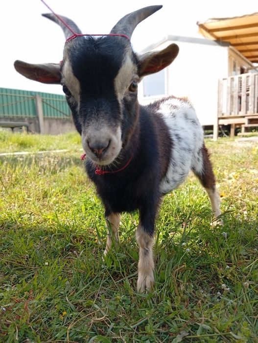 Mini Cabra macho