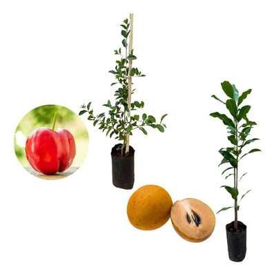 Sapoti manillkara e Acerolas - Malpighia emarginata